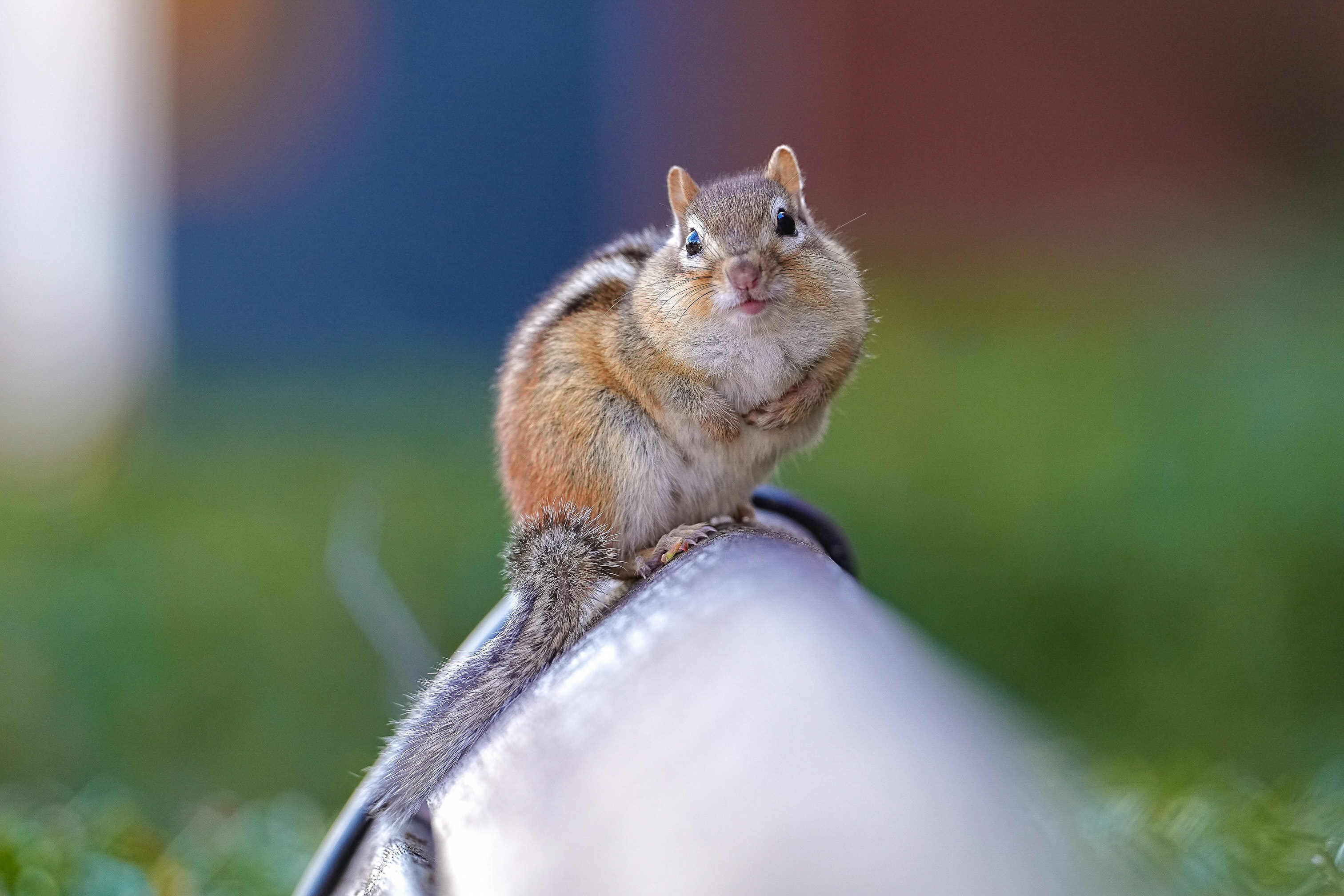 Cornell Campus Wildlife